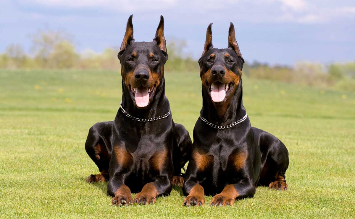 A aparência mais conhecida do Doberman é esta, com as orelhas cortadas. O nome disto é mutilação e o procedimento é proibido por lei