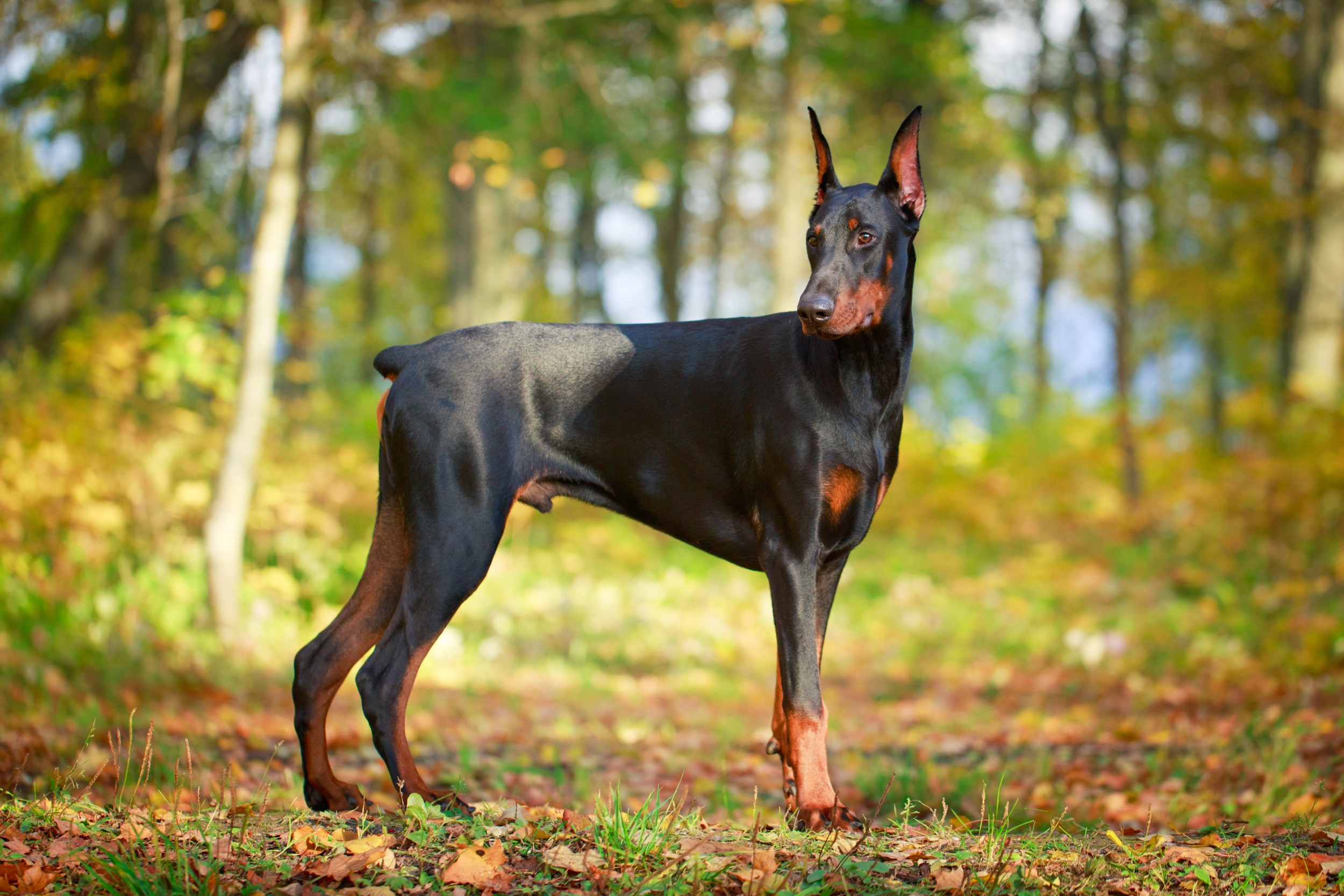 Este é o Doberman