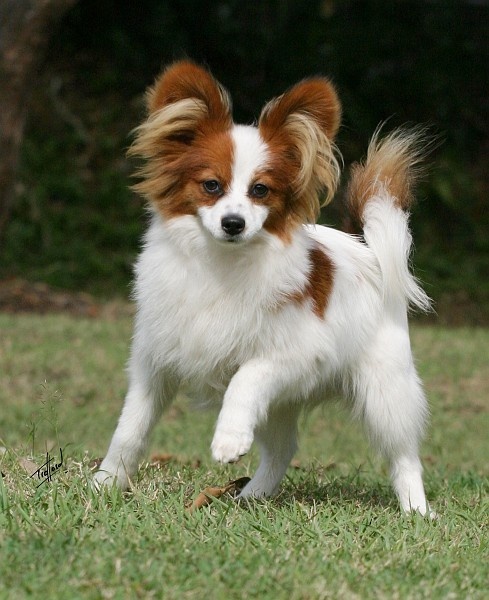 Cachorro Papillon