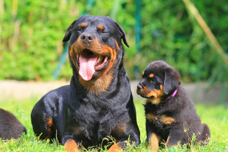 Cachorro Rottweiler