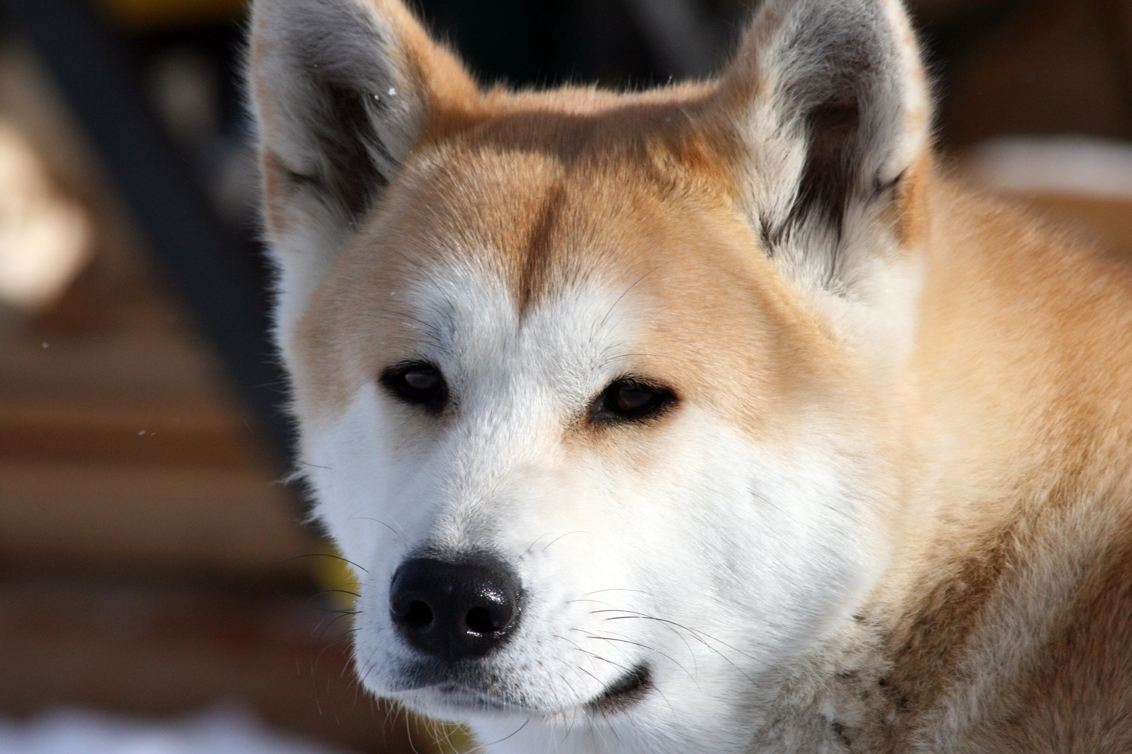 Este é o padrão de pelagem mais conhecido do Akita