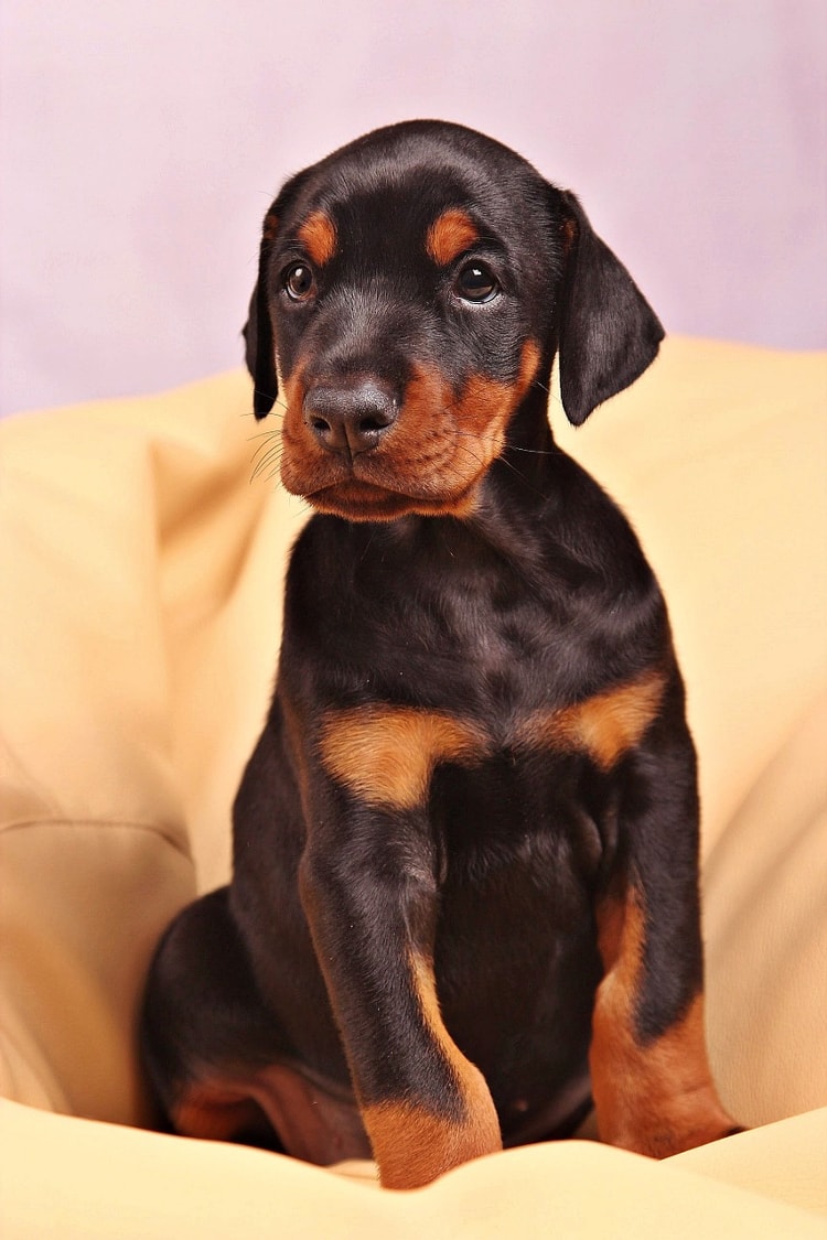 Todo Doberman com cara de mau já foi um fofo bebezinho