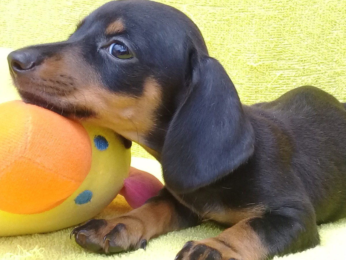 O Daschund ama uma brincadeira!