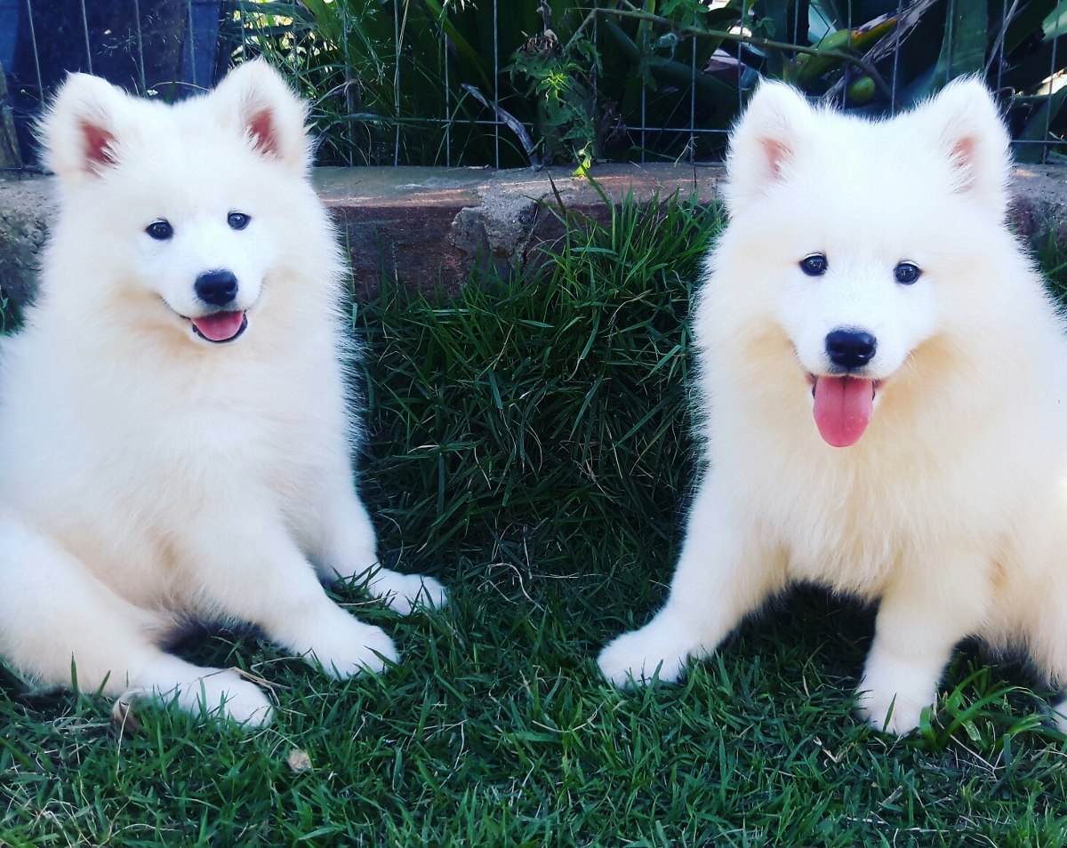 Você já viu gêmeos mais lindos do que estes irmãozinhos Samoiedo?