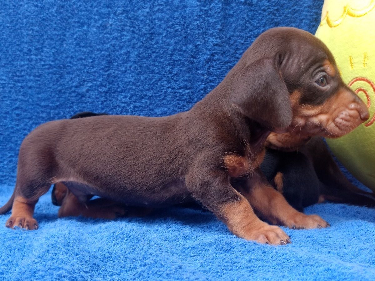 Não é o filhote mais lindo? #Daschund