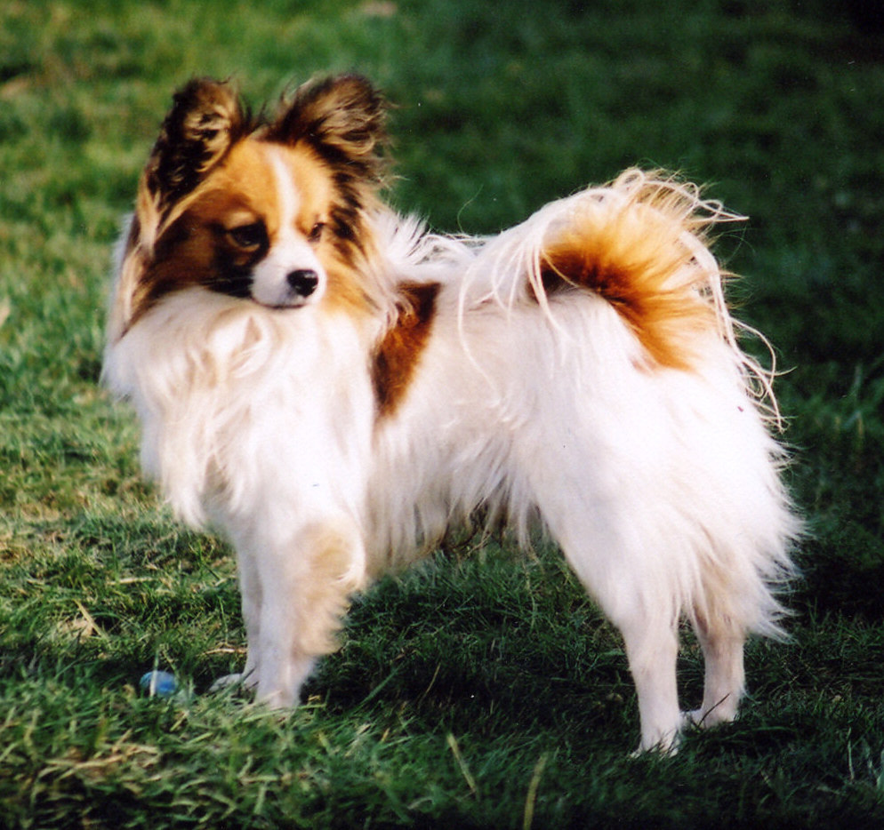 O Cachorro Papillon tem diversas cores ou somente o branco