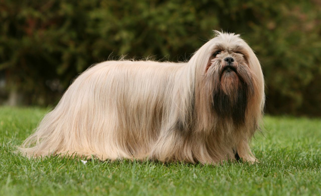 Este é o Lhasa Apso!