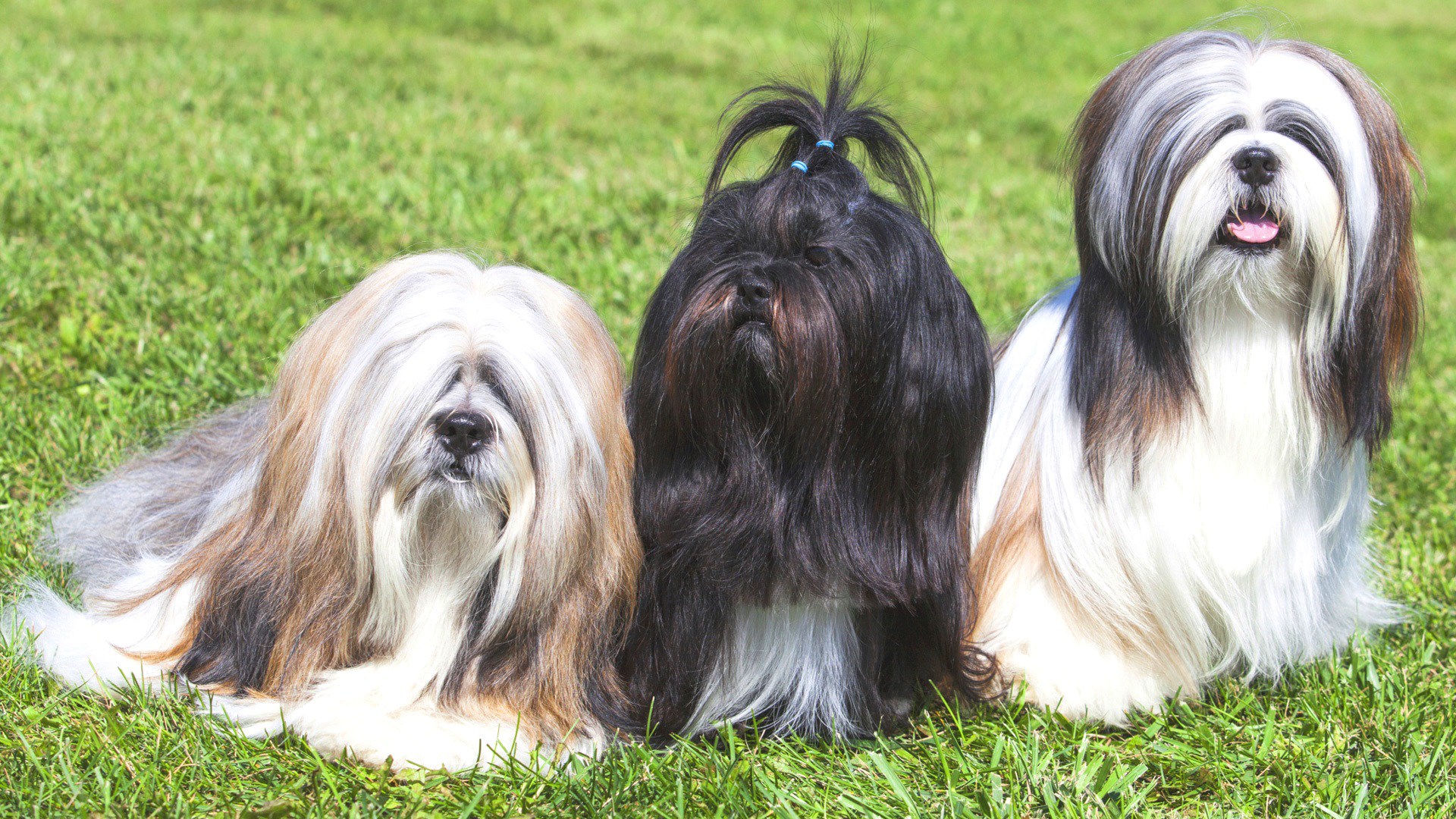 O Lhasa Apso tem diferentes padrões de pelagem