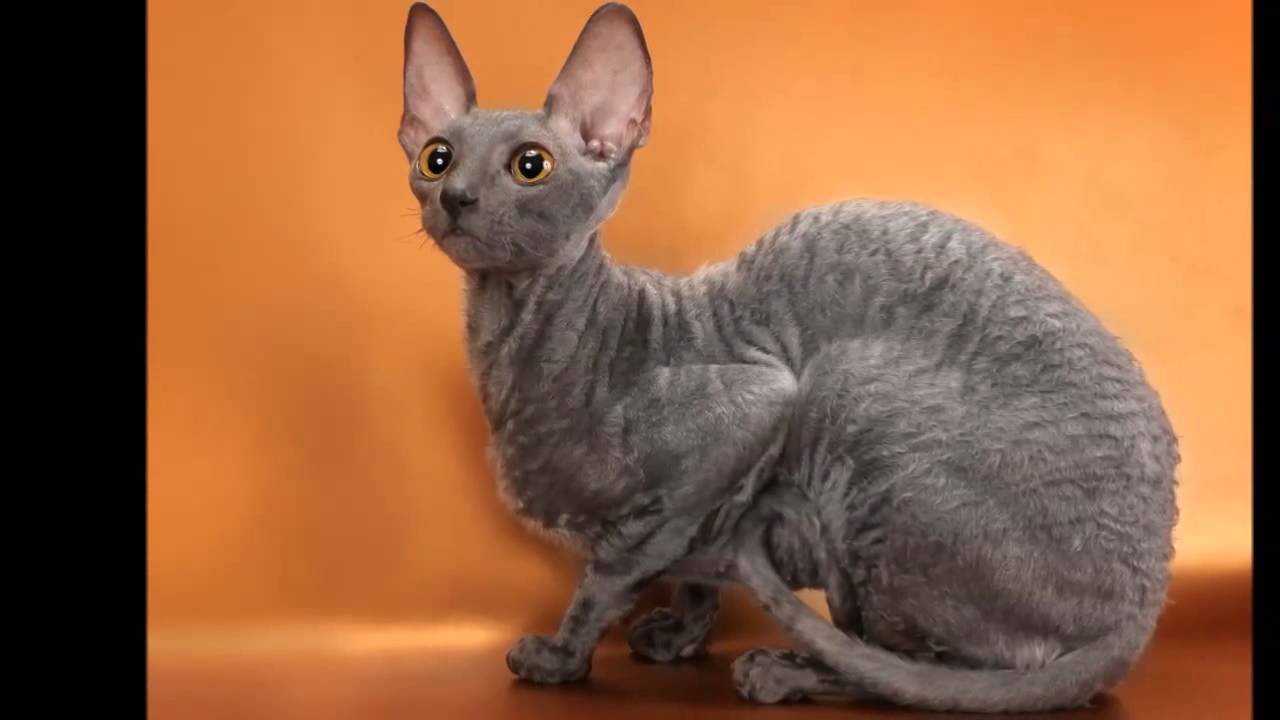 As orelhas grandes são outra marca do Cornish Rex