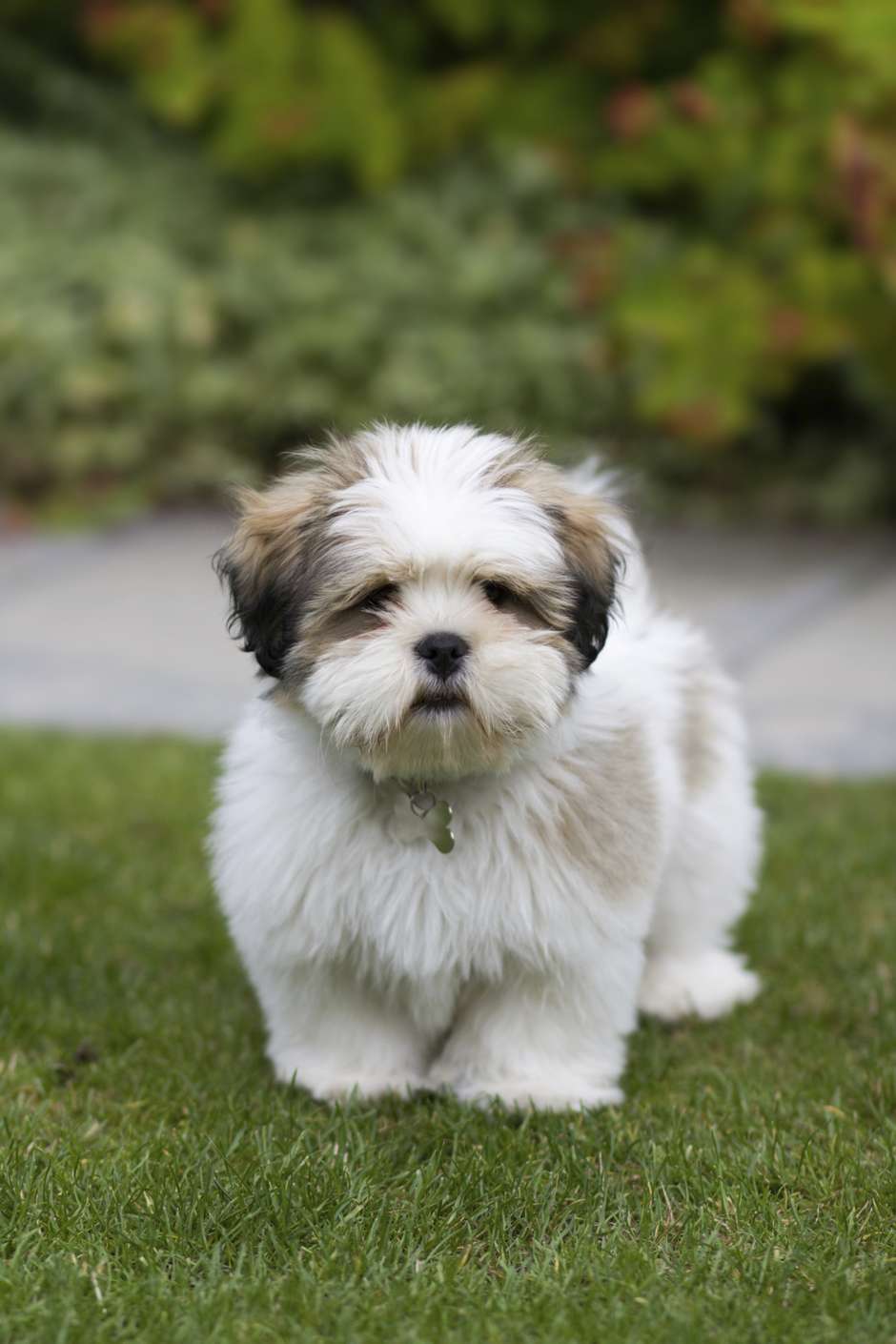 O Lhasa Apso sem toda sua longa pelagem continua lindo, não é mesmo?