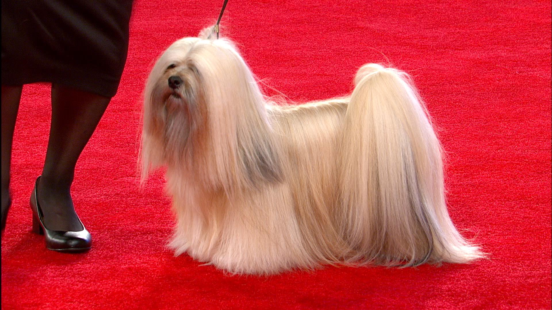 O Lhasa Apso: um cão digno de um tapete vermelho