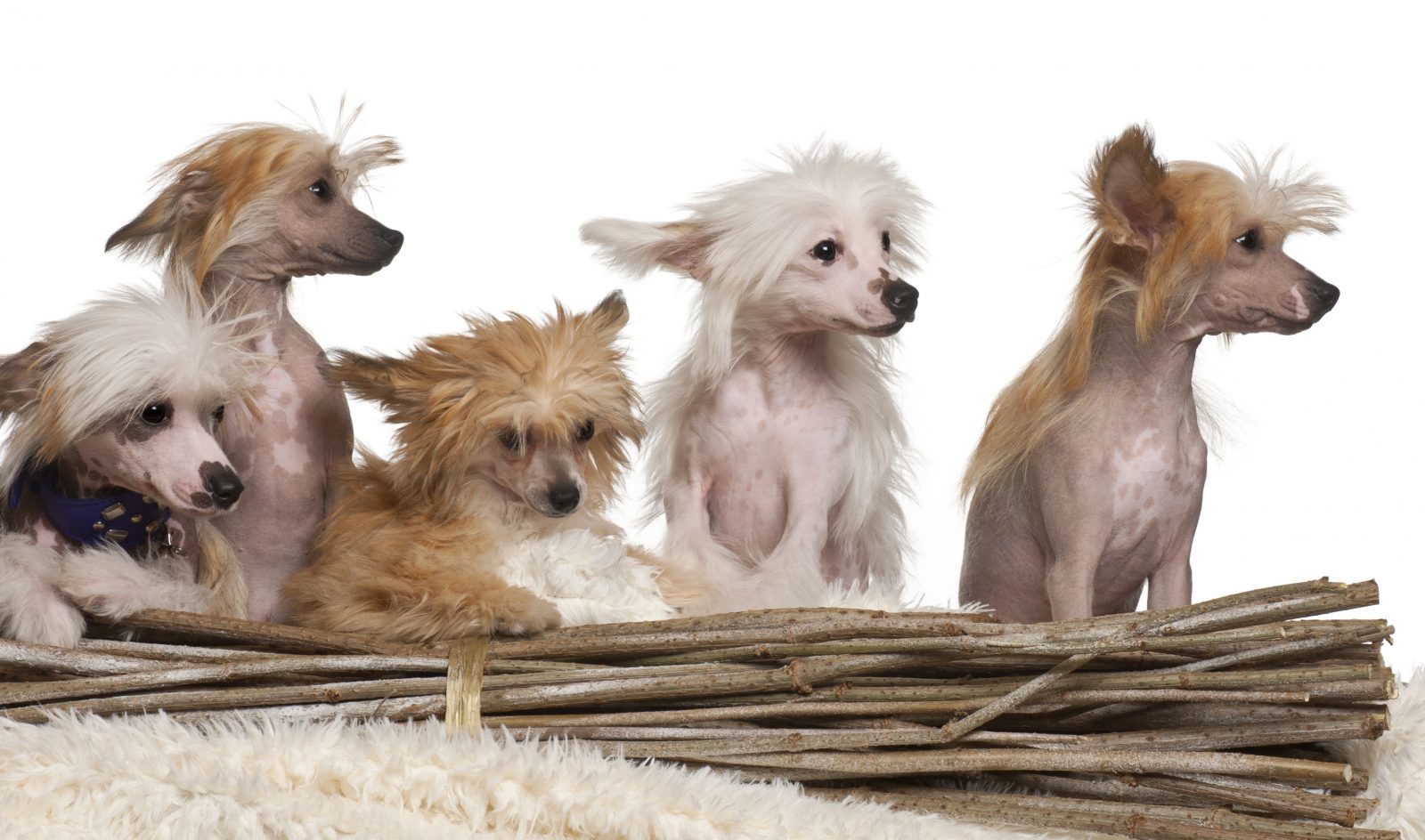 Cão de Crista Chinês: escolha o seu!