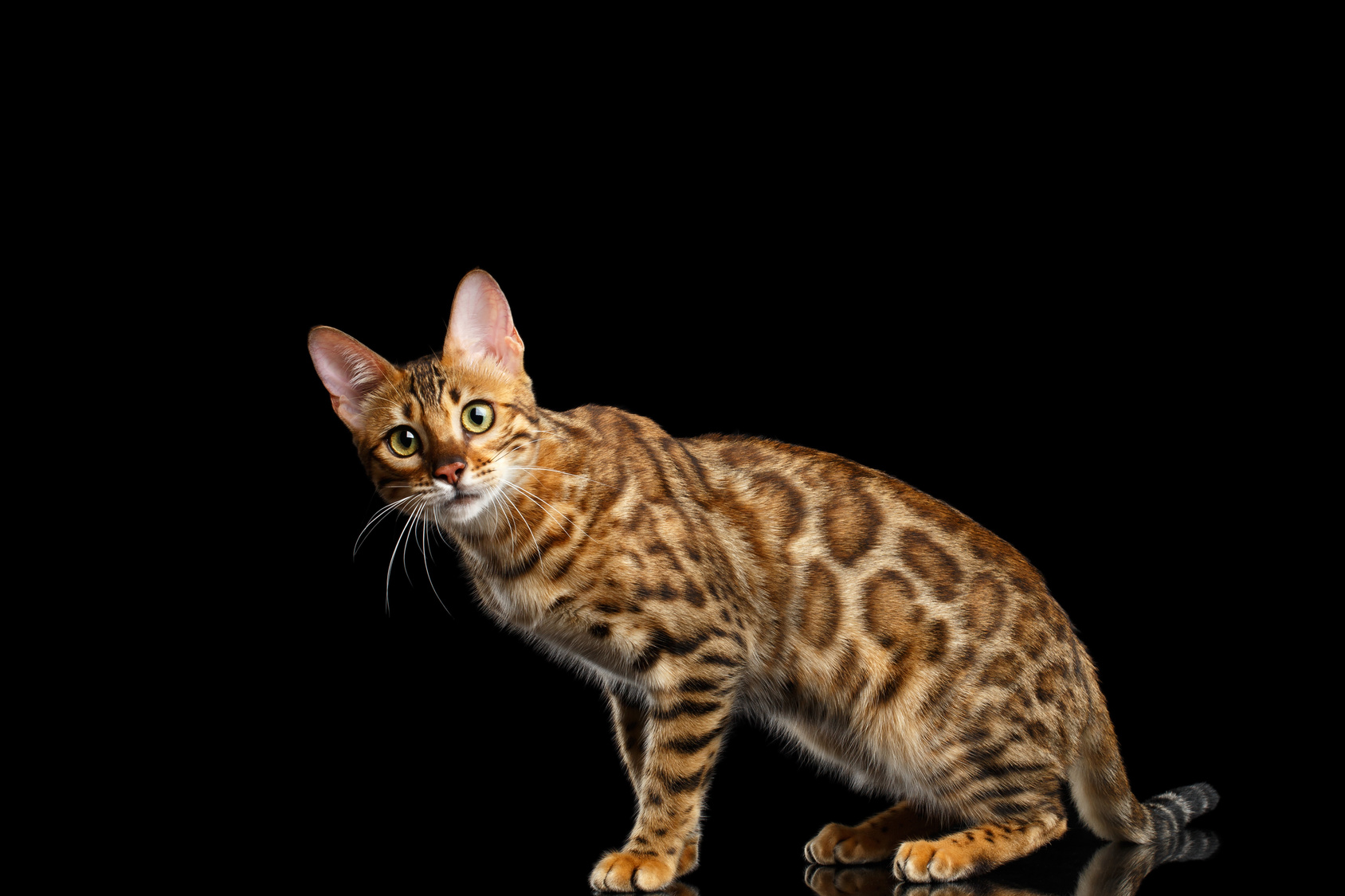 Este é o Ocicat