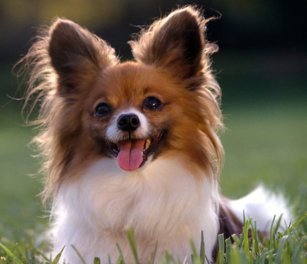 As orelhas deixaram o Cachorro Papillon com o nome que significa cachorro borboleta