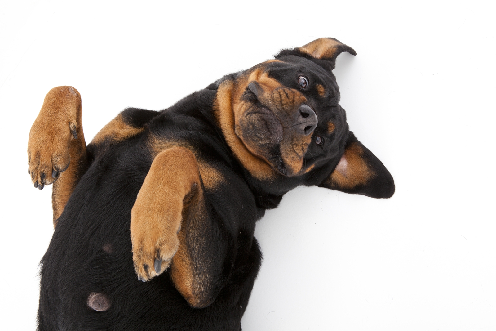 Por trás da cara de mau do Cachorro Rottweiler está um pet muito brincalhão