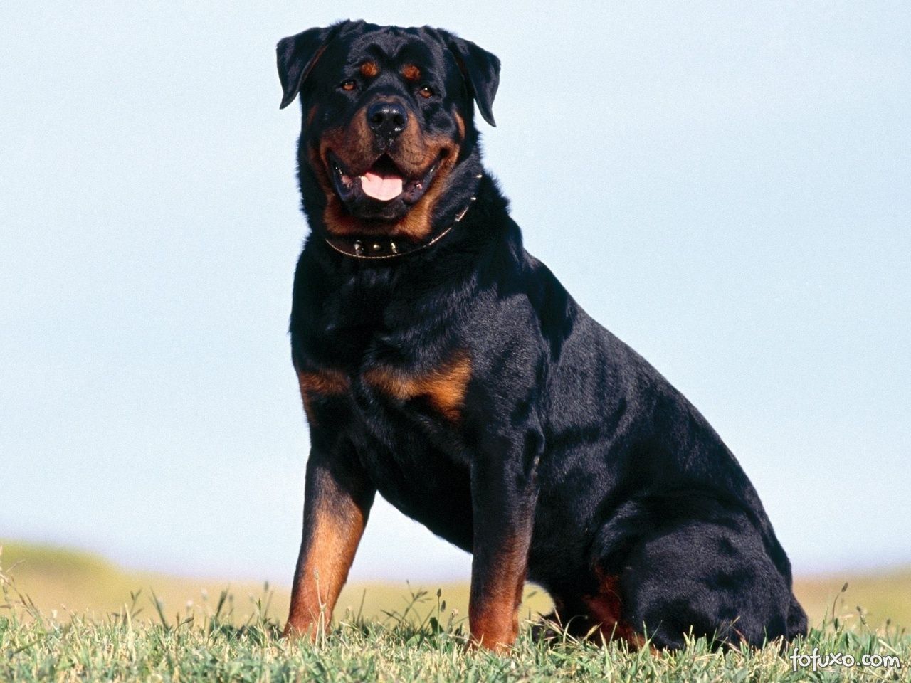 Este é o Cachorro Rottweiler