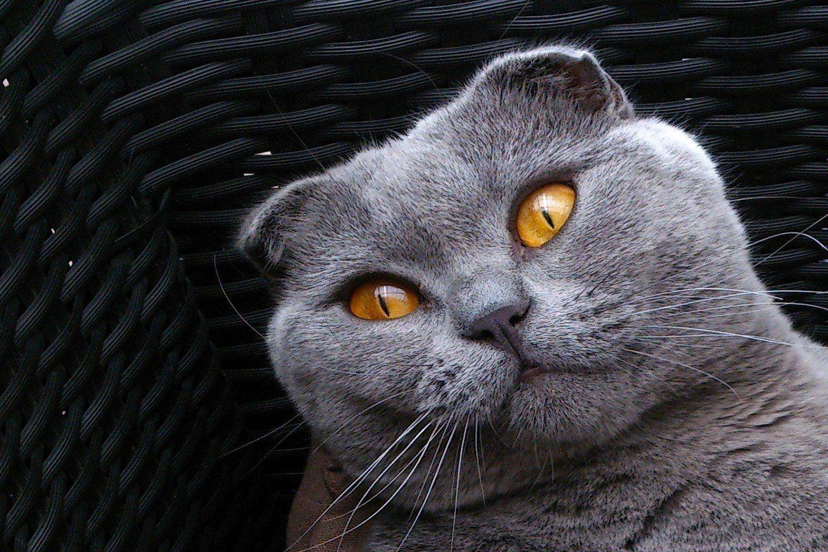 O Scottish Fold nasce com as orelhinhas como a de qualquer outro gato e com 18 dias de vida elas começam a se dobrar