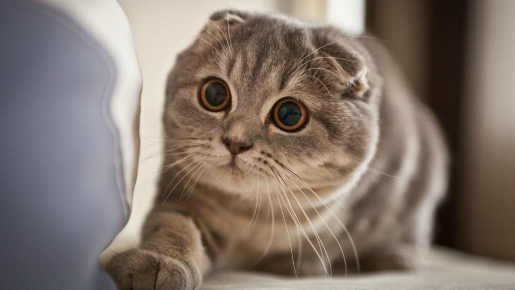 Scottish Fold