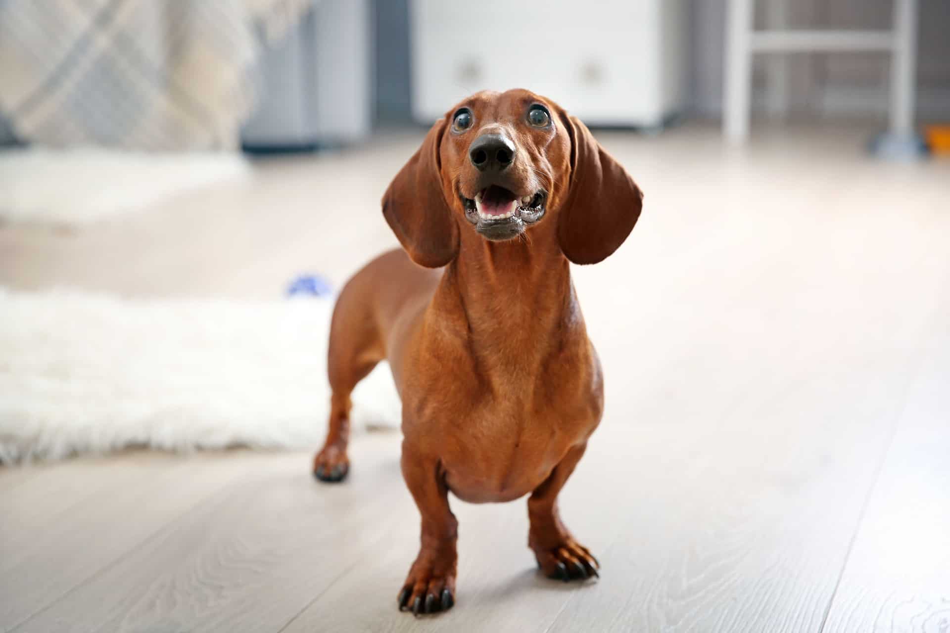 Raças de Cachorros Pequenos - Uma delas vai conquistar seu coração! 19