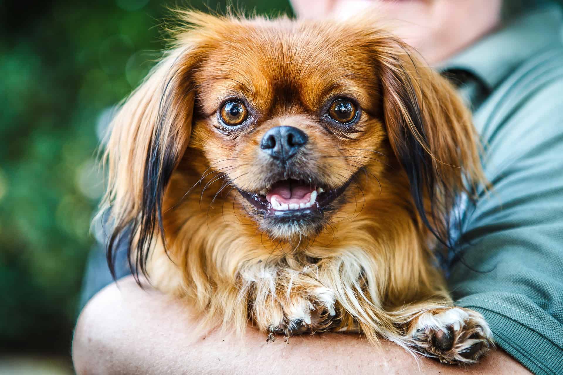 Raças de Cachorros Pequenos - Uma delas vai conquistar seu coração! 10