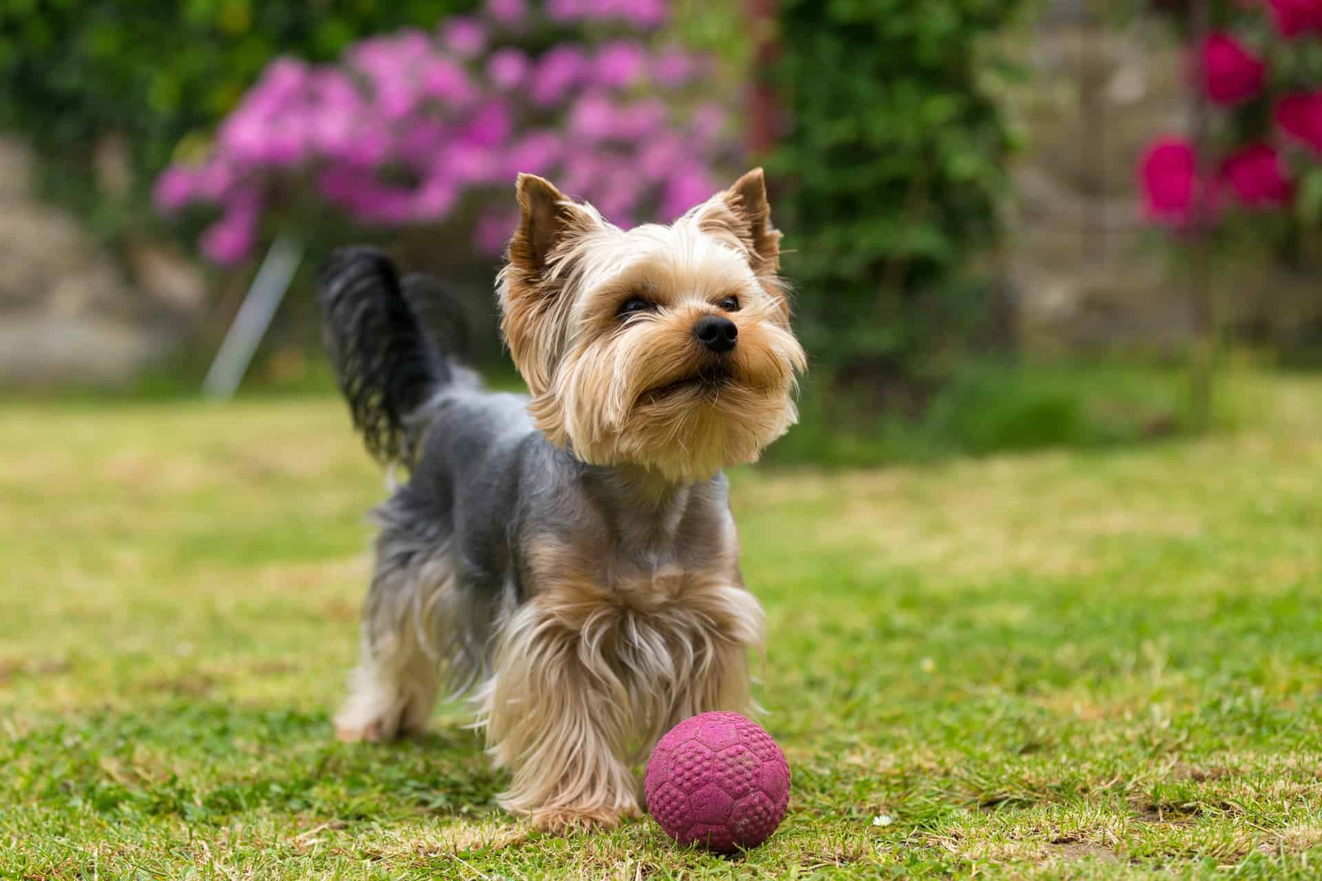 Raças de Cachorros Pequenos - Uma delas vai conquistar seu coração! 27