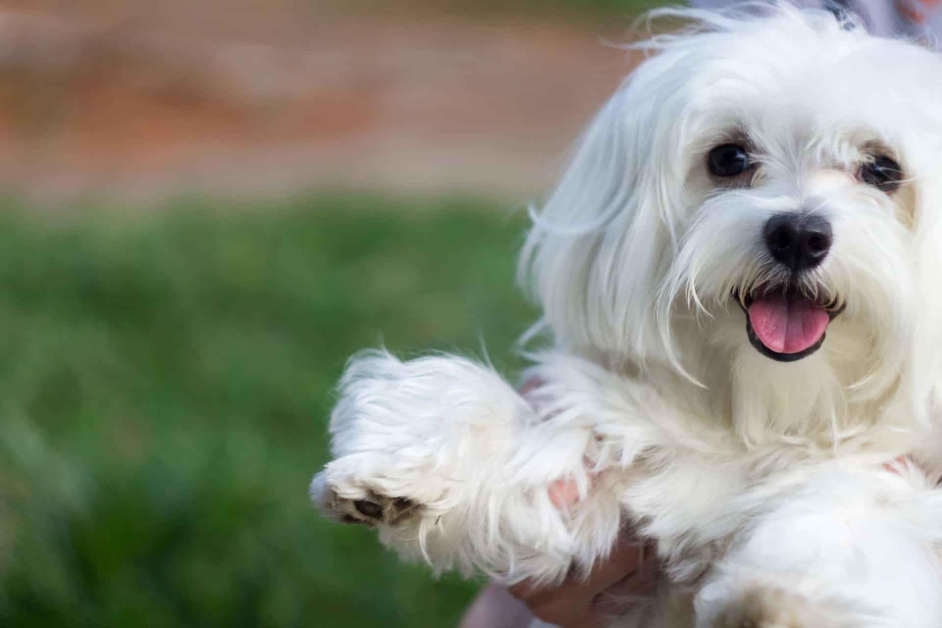 Raças de Cachorros Pequenos - Uma delas vai conquistar seu coração! 21