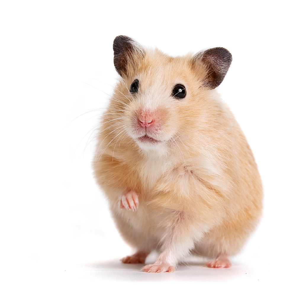 O Hamster Sírio é um pouco maior e pode chegar a até 18 cm