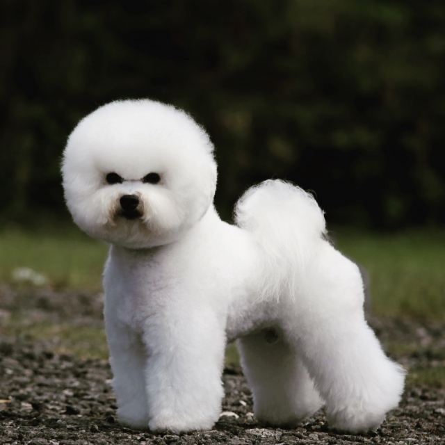 Bichon Frise