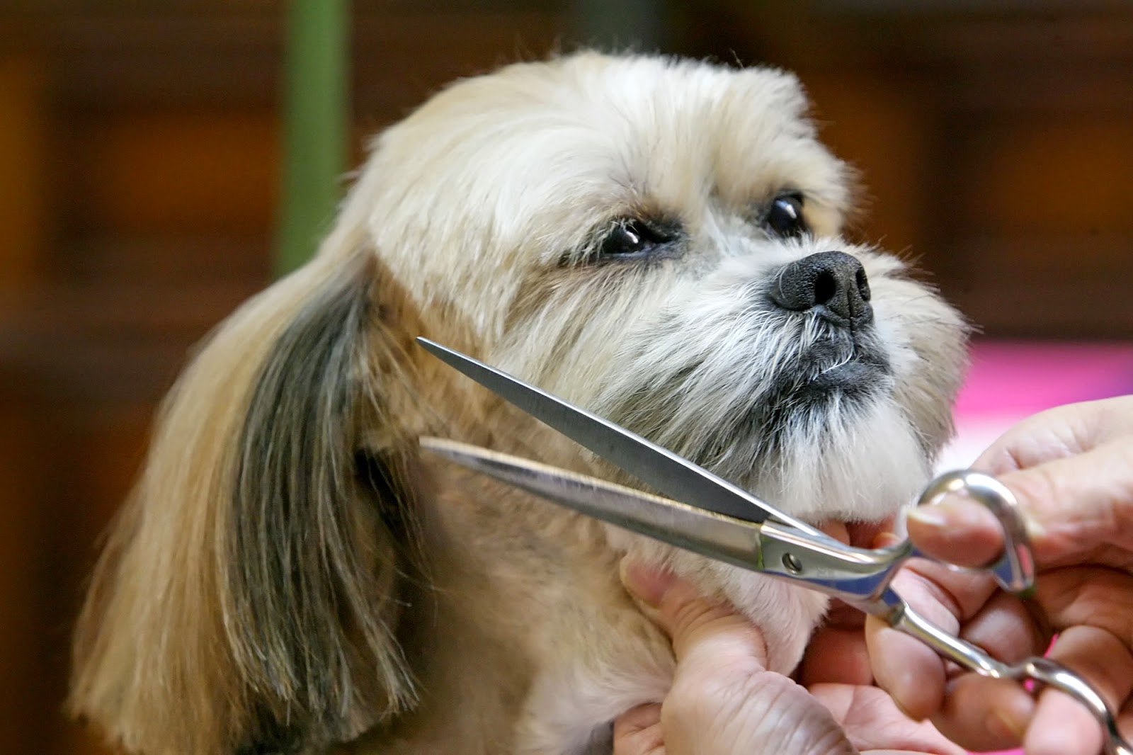 O Lhasa Apso no seu momento beleza!