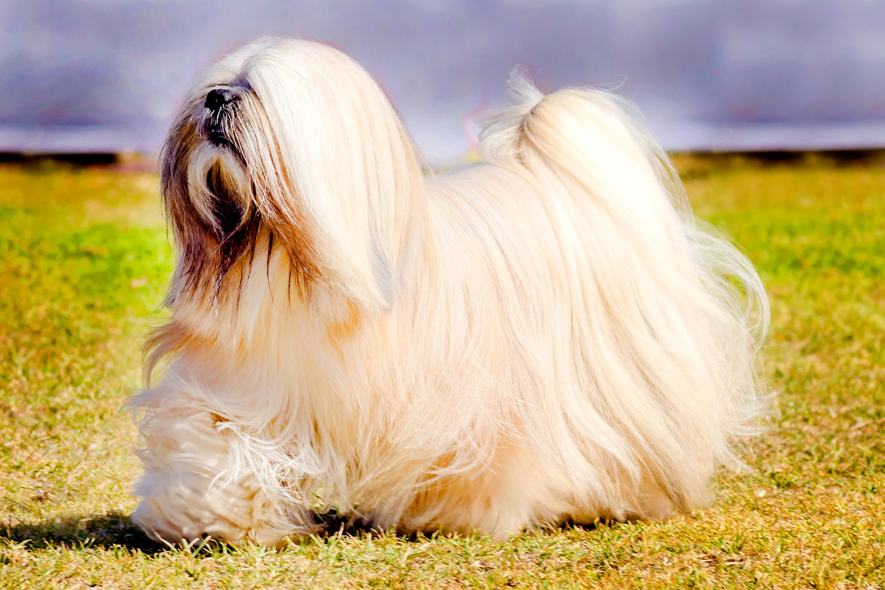 A longa pelagem é a principal característica do Lhasa Apso 