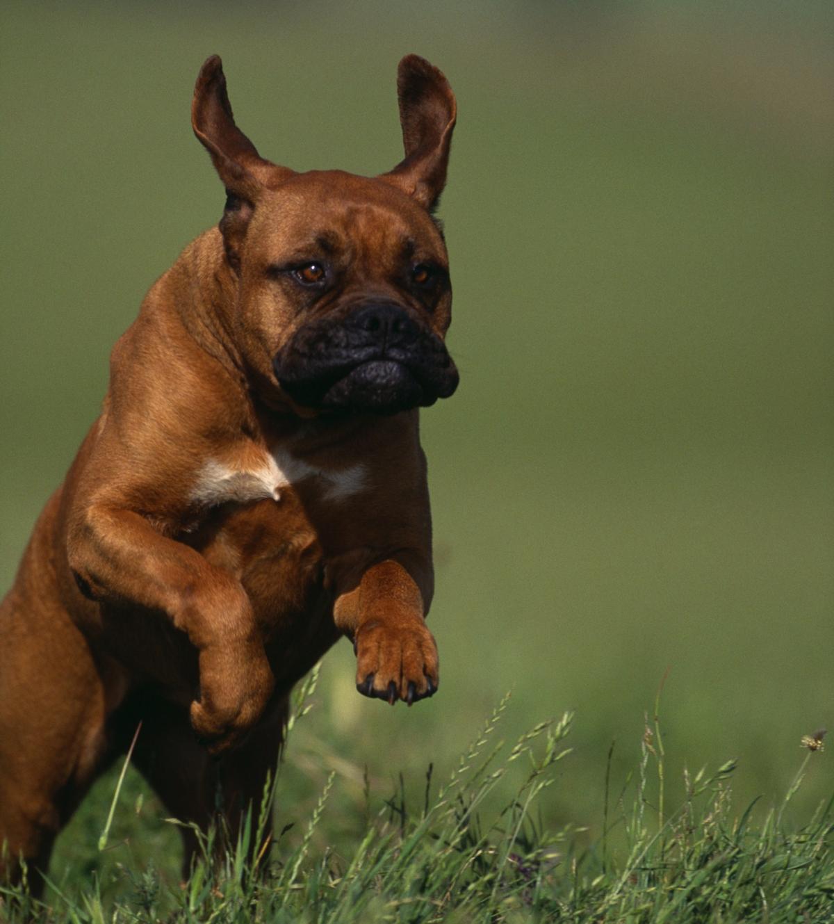 Bulmastiff - Grande cão de guarda e companheiro gentil! 2