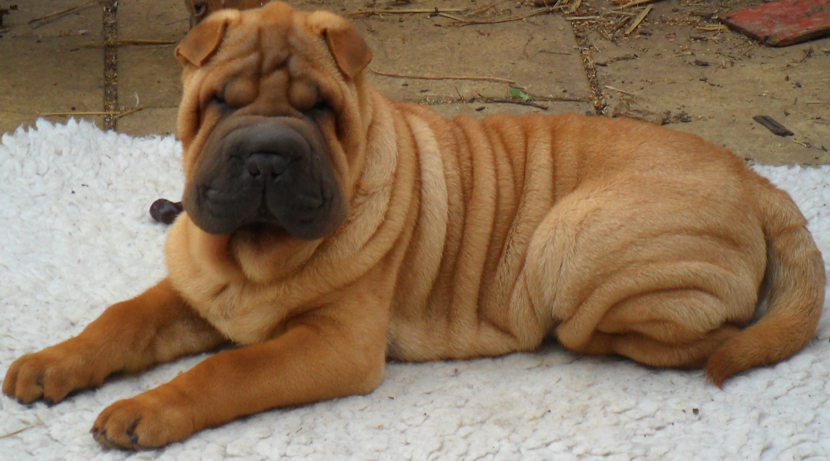 Shar Pei, quantas dobrinhas você tem?