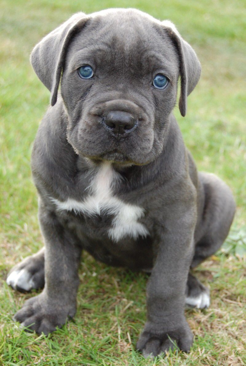 Bebezinho Cane Corso passando na sia timeline!