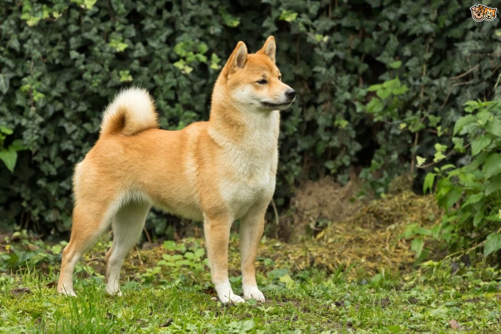 Shiba Inu