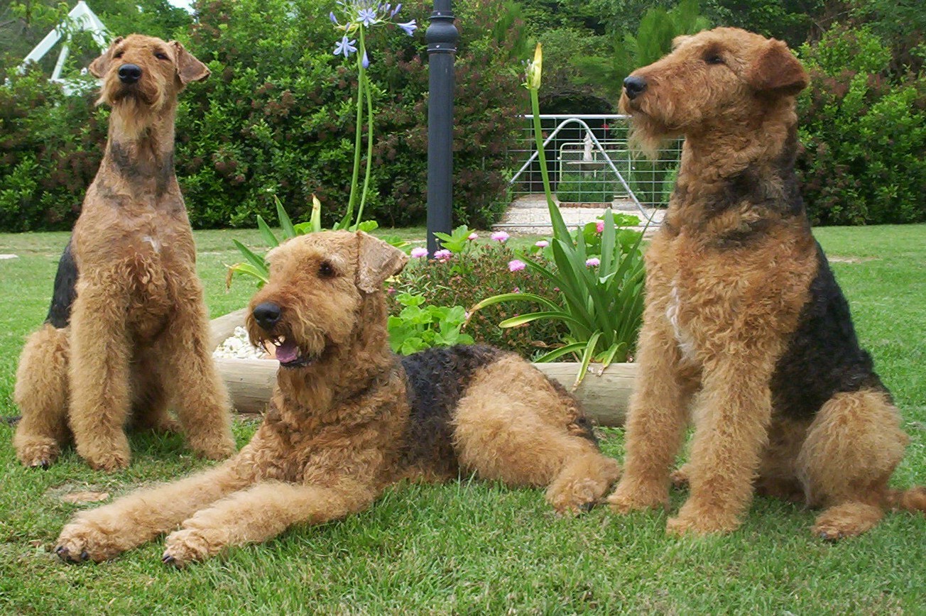 Airedale Terrier em momento de família