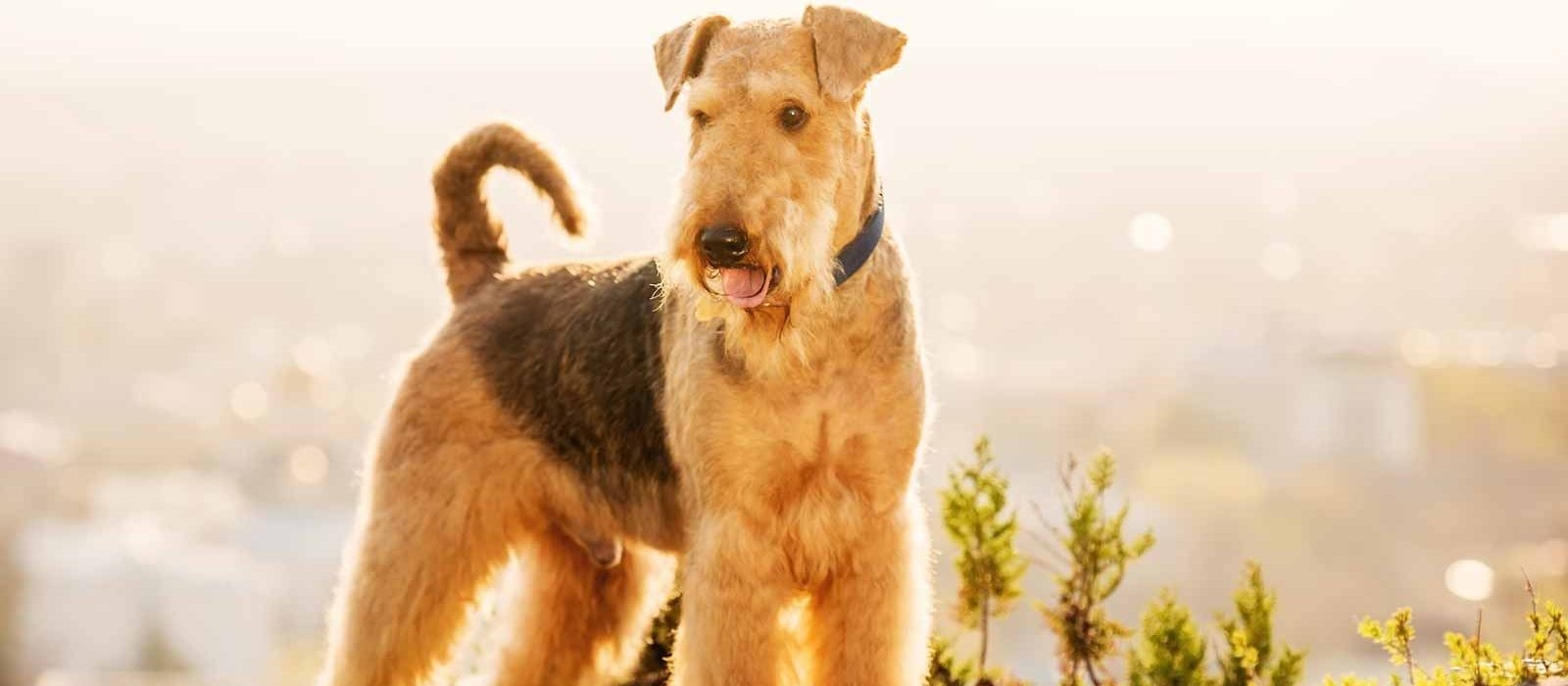 O Airedale Terrier tem uma aparência física única!