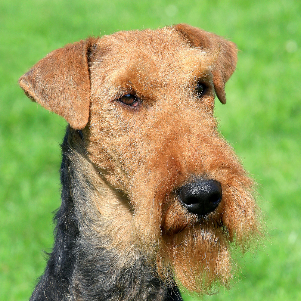 Um close no Airedale Terrier