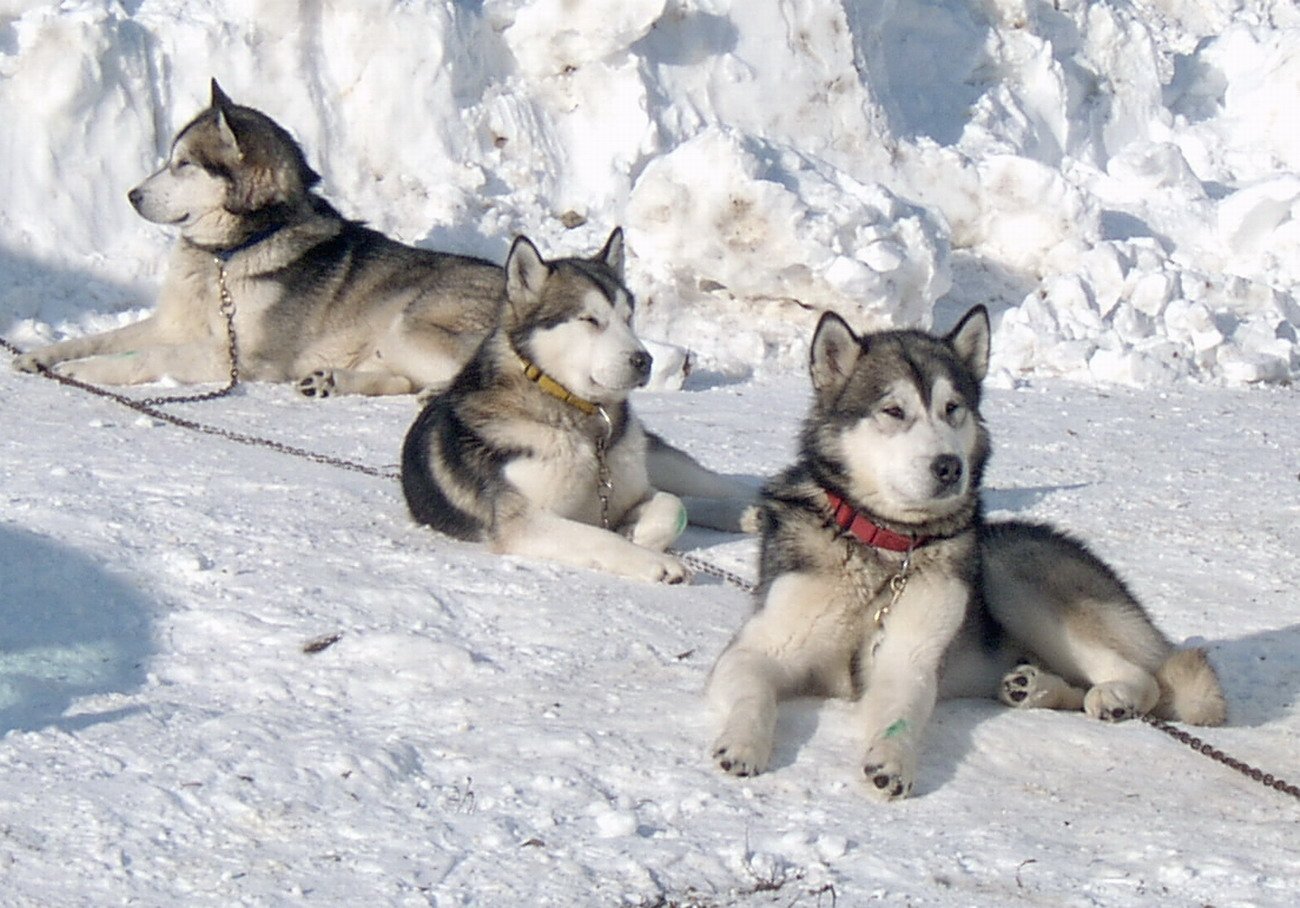 Os antepassados dos Malamutes do Alasca era moradores das neves e puxadores de trenó!