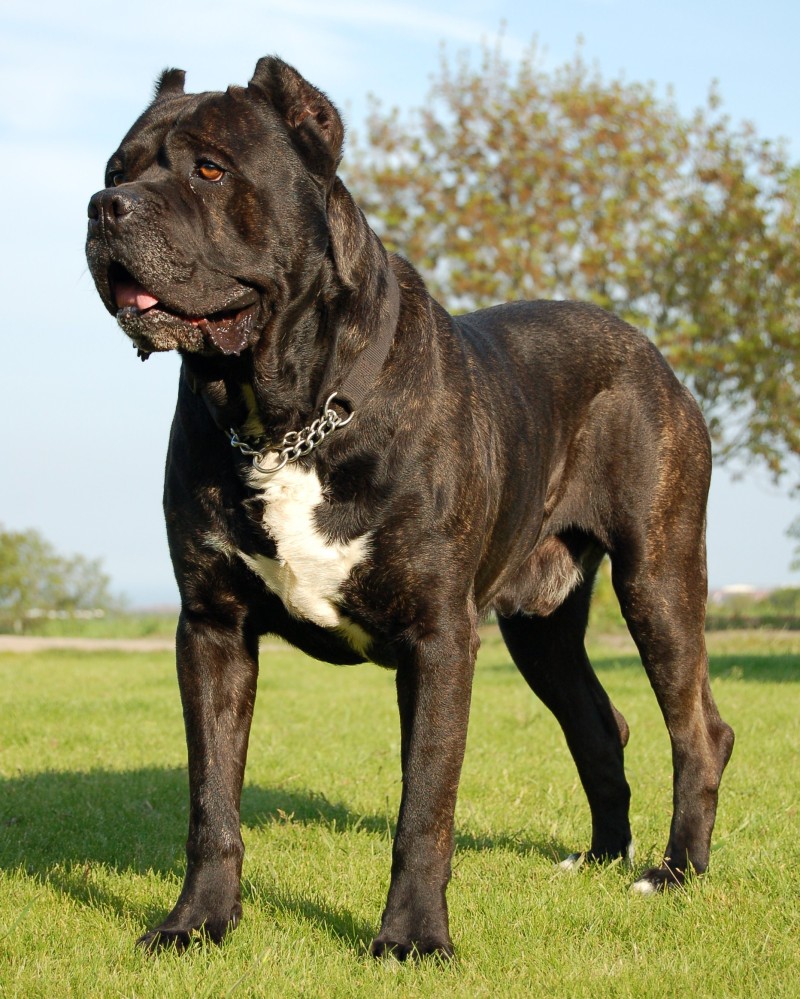 Este é o Cane Corso