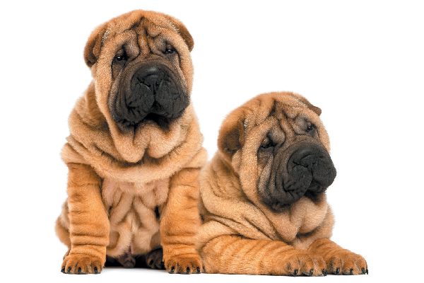 Shar Pei - Lindo, protetor, devotado e muito teimoso! 2