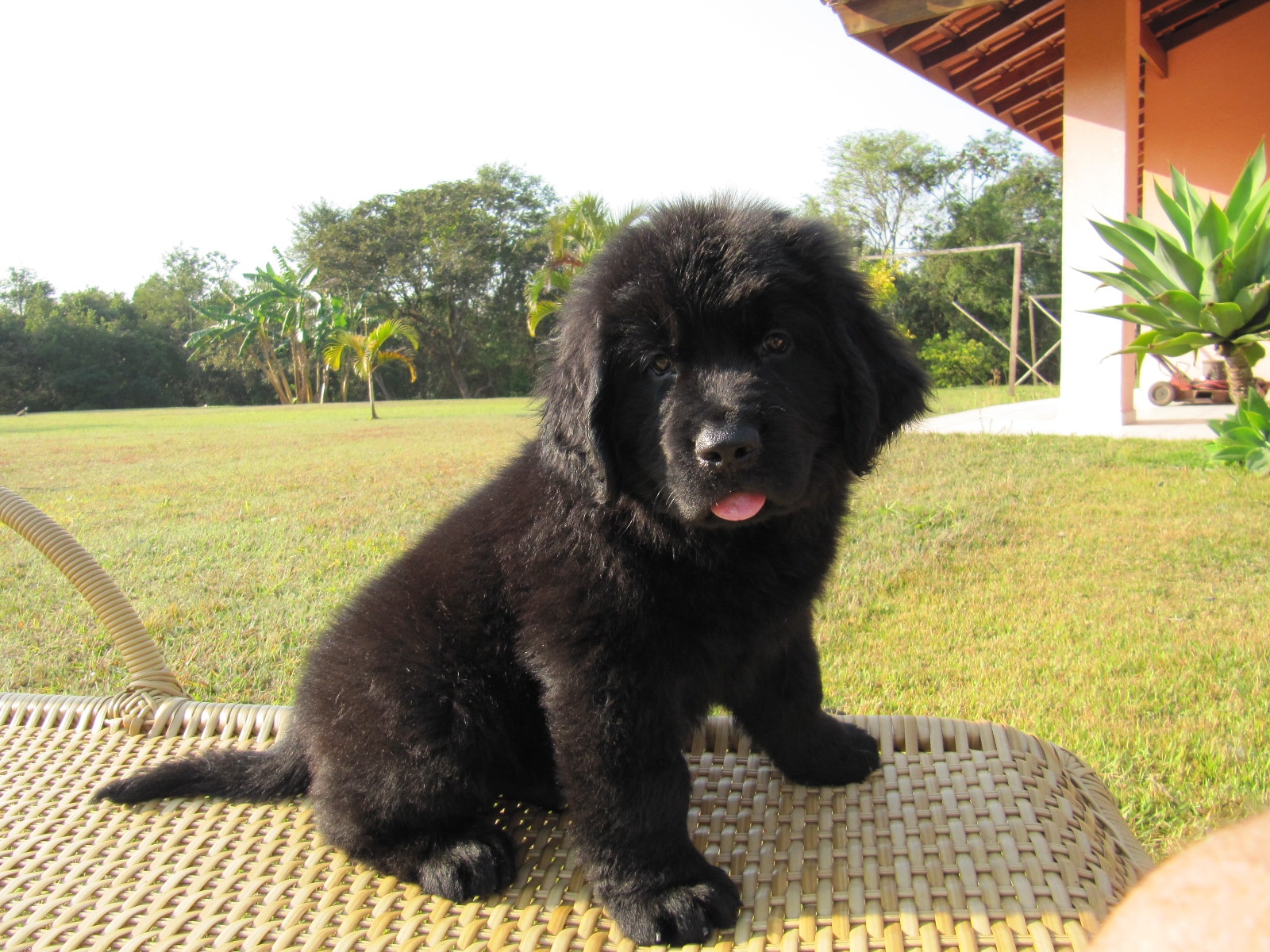 Momento fofura não pode faltar! Um lindo filhotinho de Cachorro Terra Nova