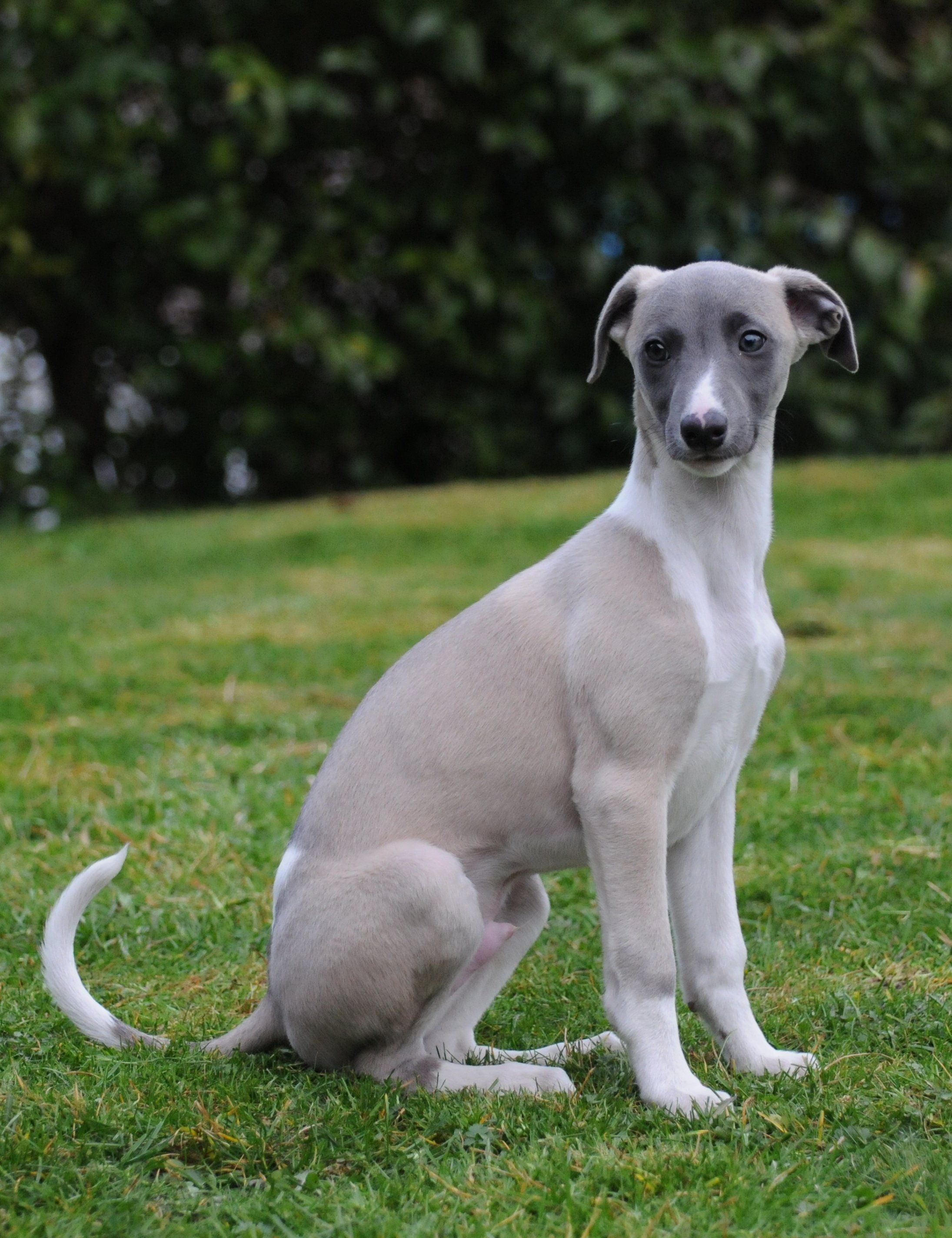 O Whippet é o menor dos galgos