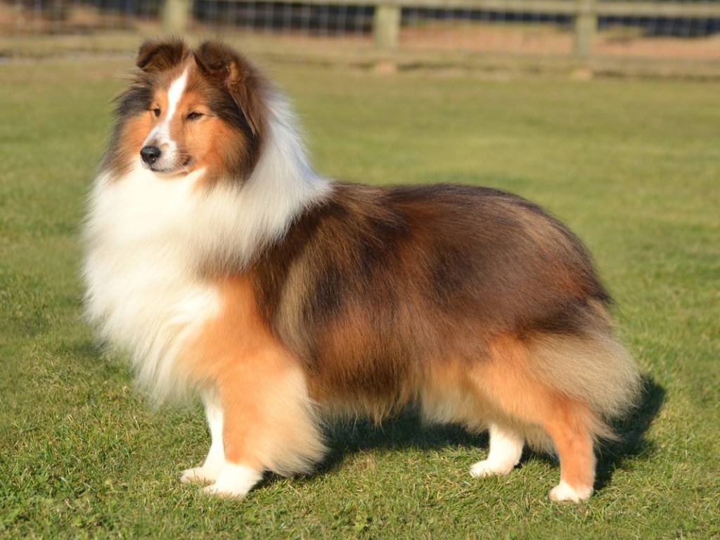 Pastor de Shetland, um cão lindo e majestoso