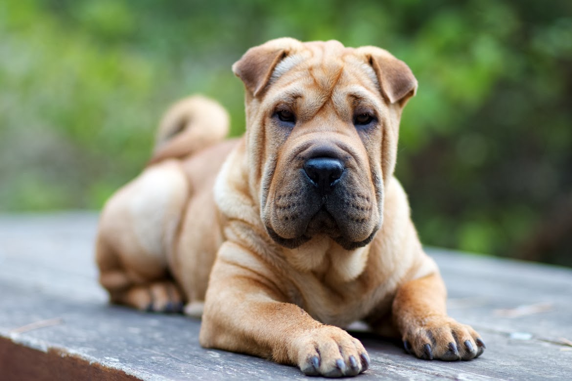 Este é o Shar Pei!