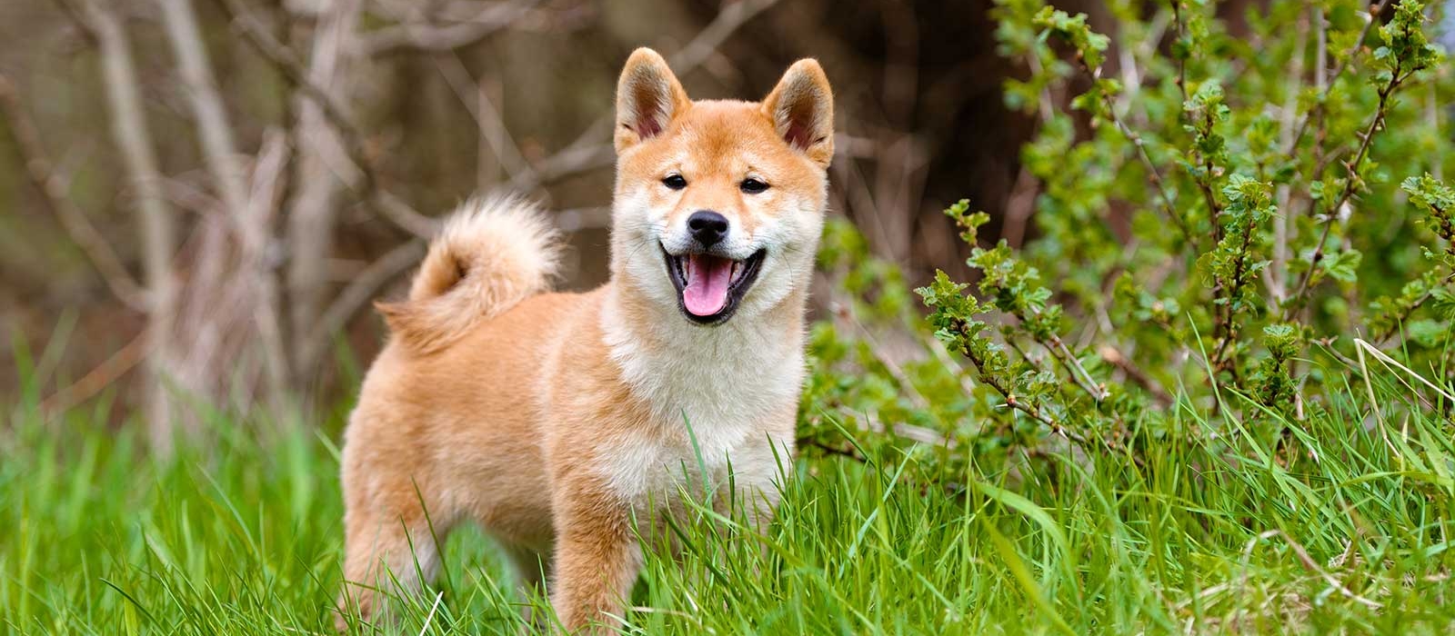 O Shiba Inu num passeio 