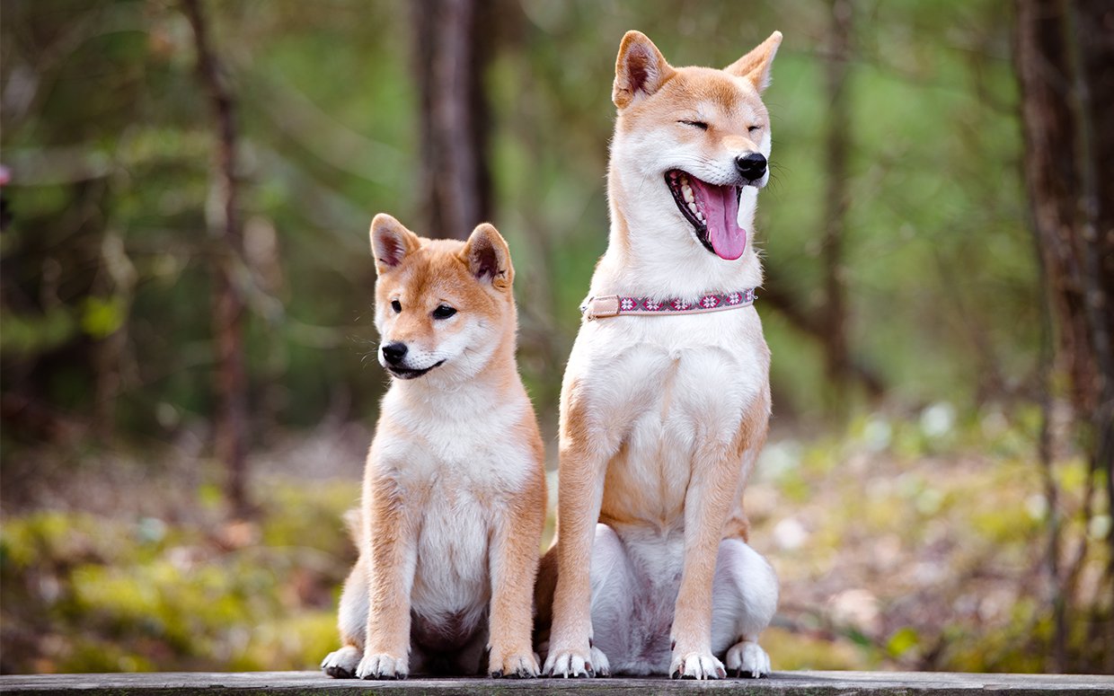 Existe cão mais simpático do que o Shiba Inu?