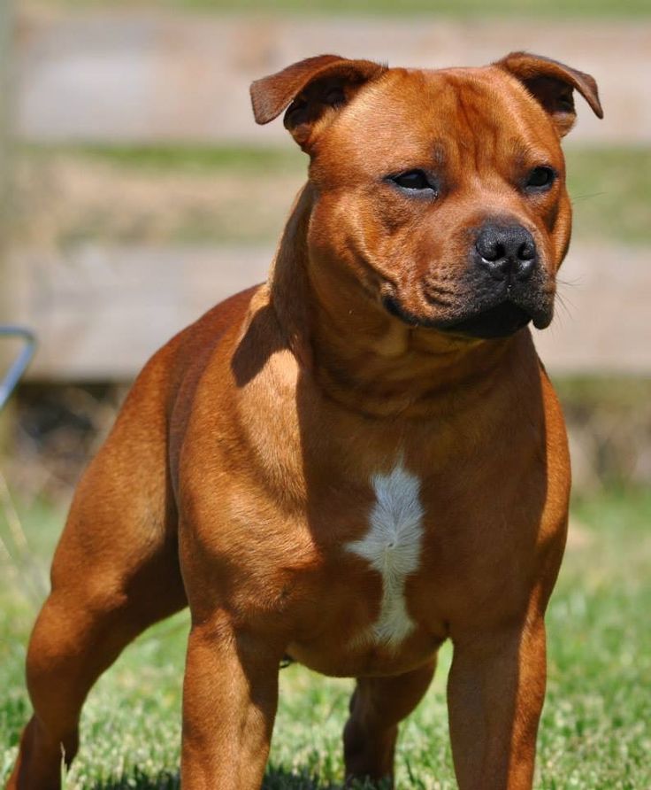 Staffordshire Bull Terrier