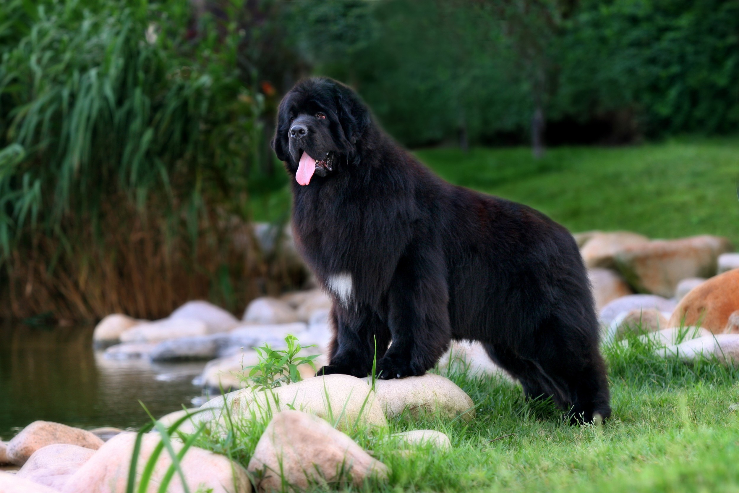 Este é o Cachorro Terra Nova