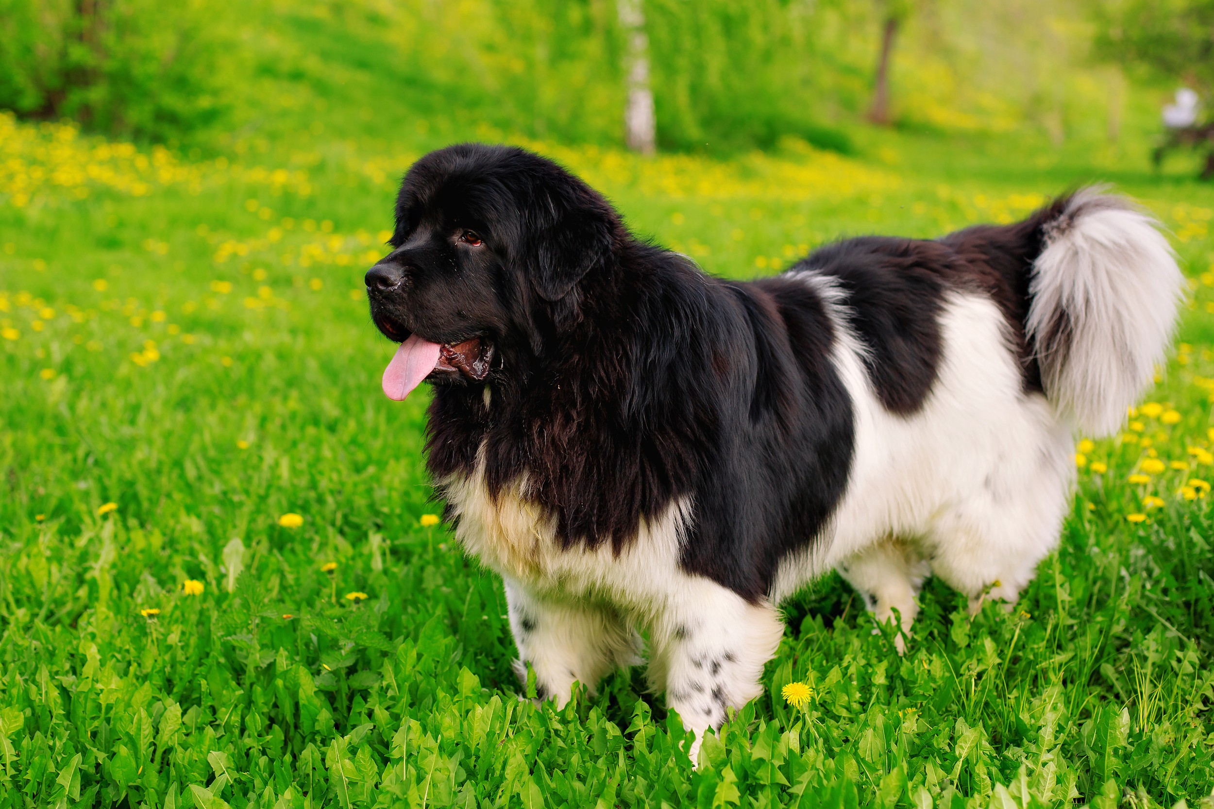 Esta é uma das variações da pelagem do Cachorro Terra Nova