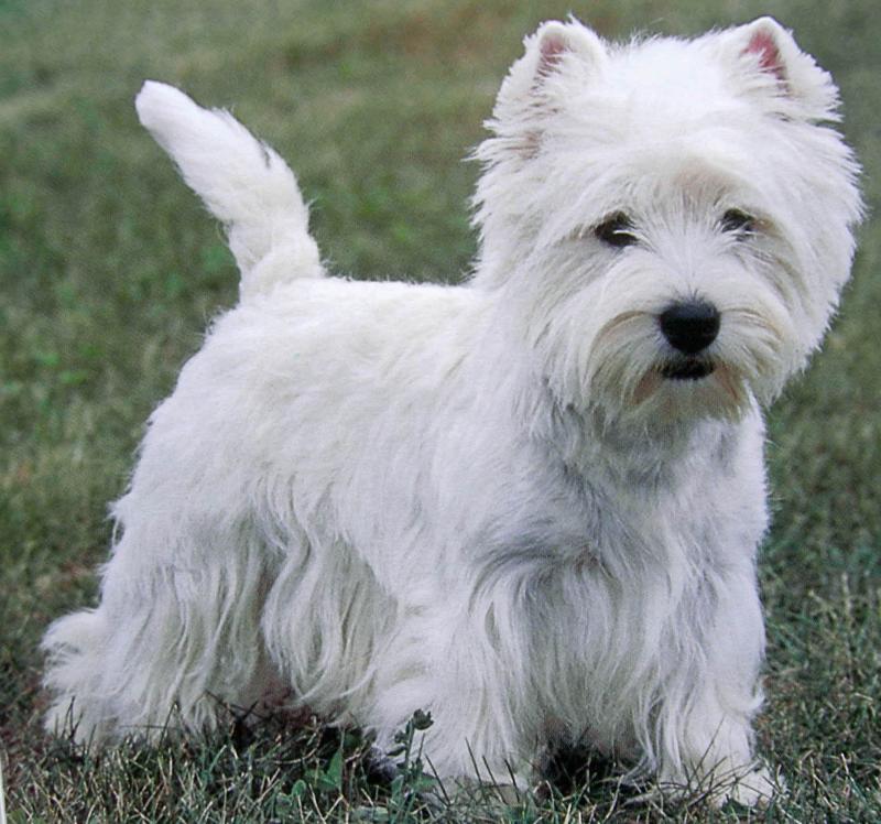 West Highland White Terrier - Simpatia, muita energia e curiosidade! 2